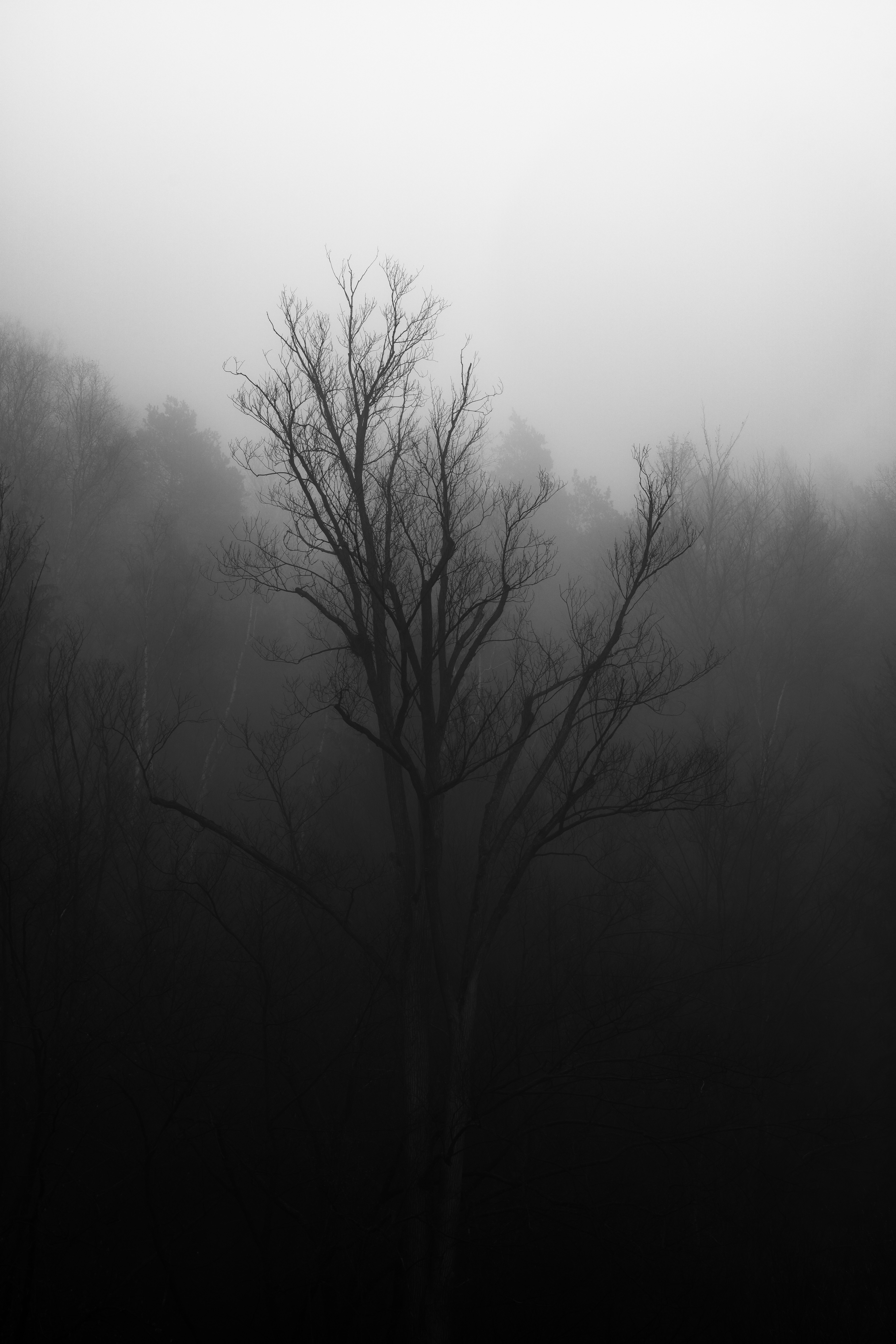 bare trees on foggy weather
